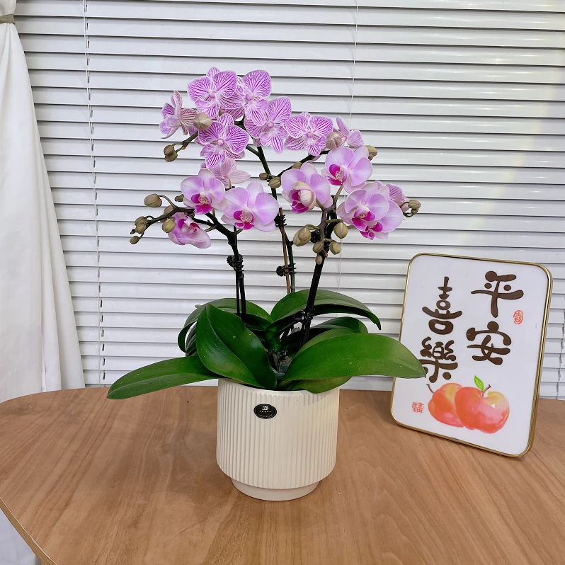 【樱花+初恋】双品种 花苞多 蝴蝶兰 花期长易养 绿植 花苞多