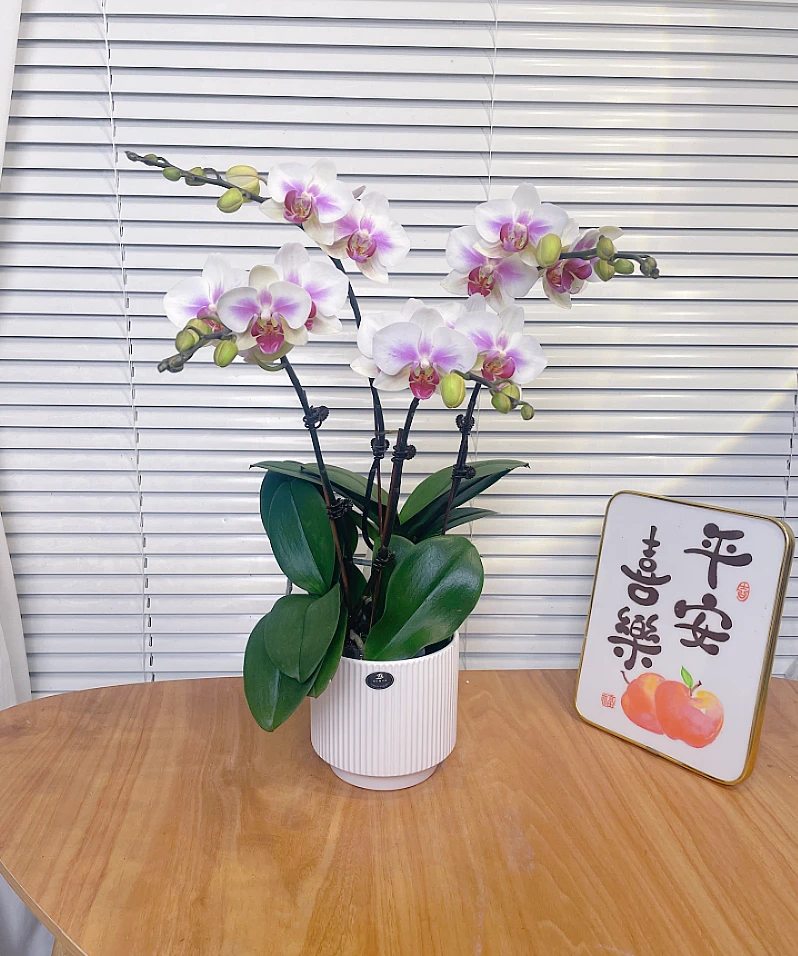 【婚纱-蝴蝶兰】高端鲜花 桌面款 绿植 送礼 家居摆件 优雅气质