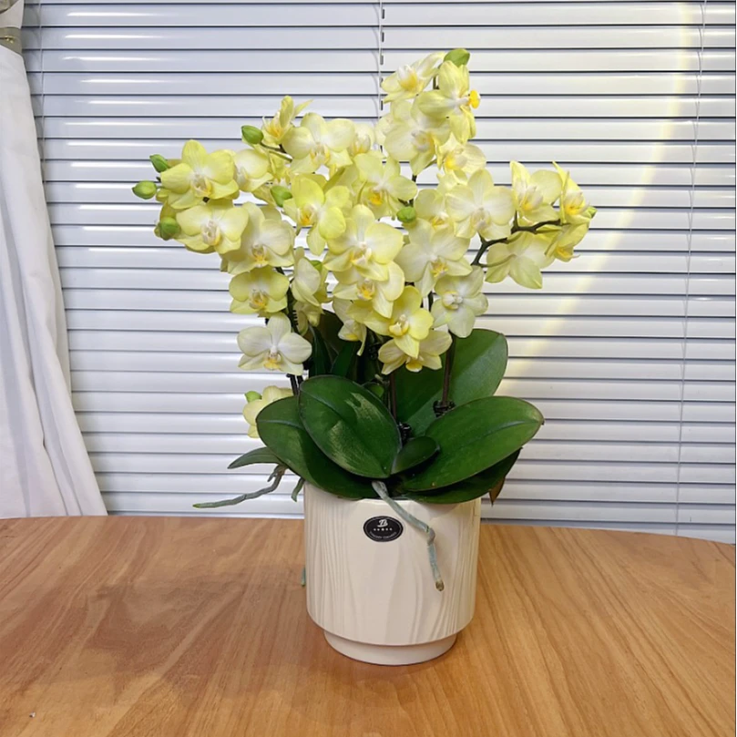 【黄香花-蝴蝶兰】带花香 高端鲜花 桌面款 送礼 家居摆件