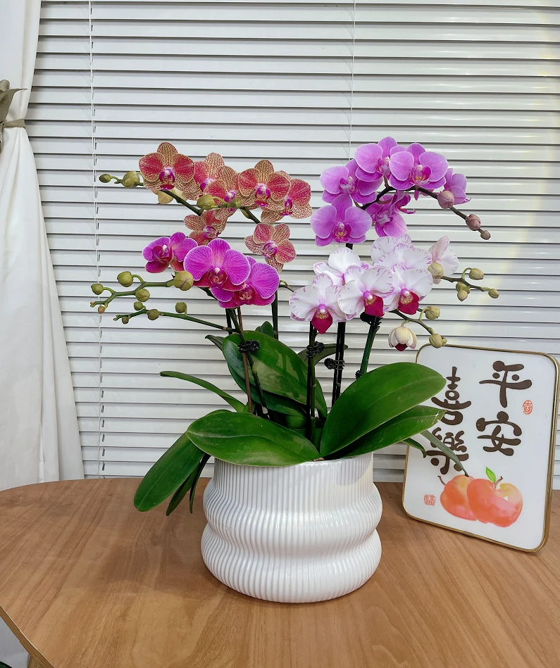 【全家福-蝴蝶兰】高端鲜花 定制款  易养花期长  送礼 家居摆件
