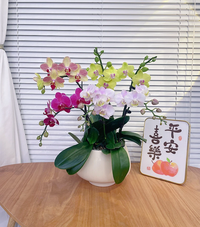 【全家福-蝴蝶兰】高端鲜花 定制款  易养花期长  送礼 家居摆件