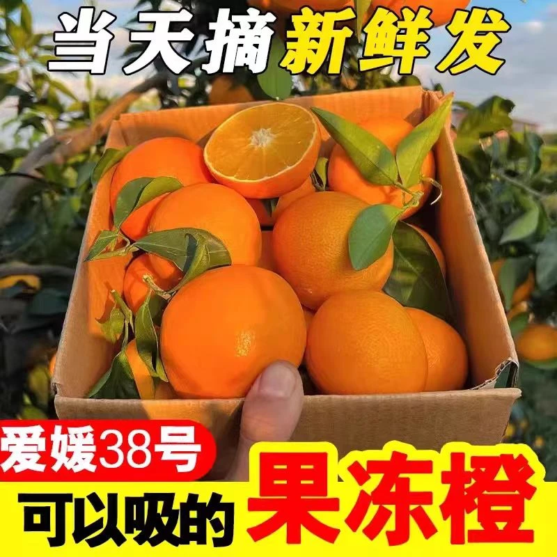 【顺丰速发】爱媛果冻橙实惠榨汁小果果园直发新鲜采摘橙子橙汁