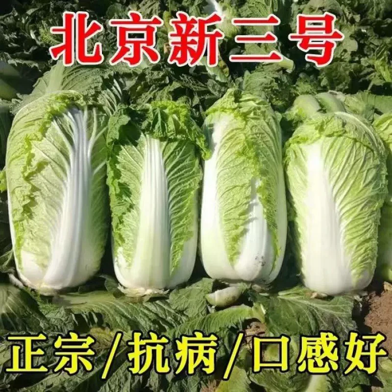 《一匹黑马农场》玉田大白菜新鲜正宗北京三号 2颗装 9-10斤 口感好