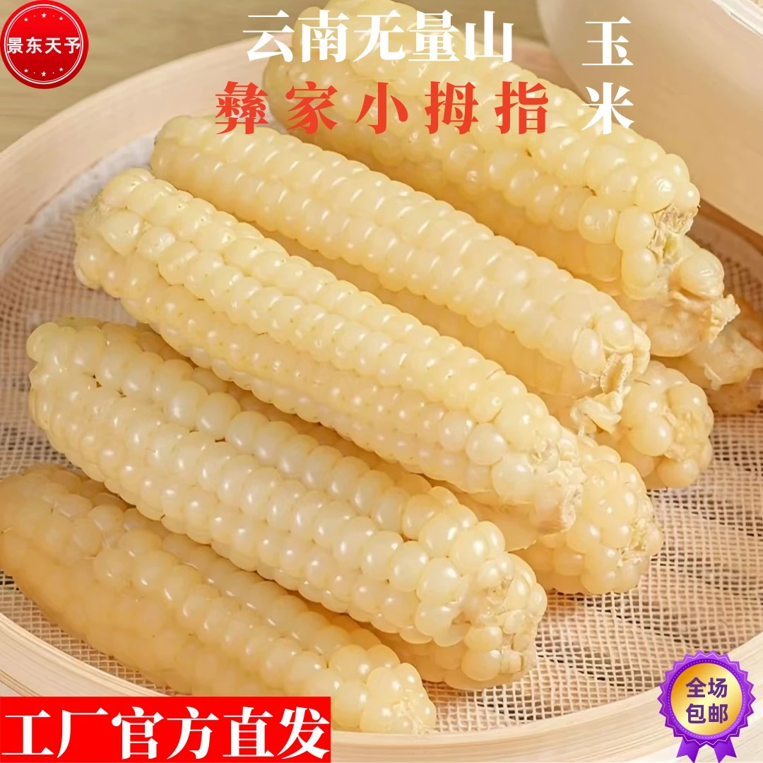 无量山彝家拇指小玉米儿童营养早餐新鲜采摘软糯鲜香即食代餐辅食