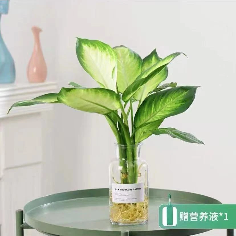 浪漫七夕礼小株水培植物室内好养盆栽玛丽安叫花叶万年青办公室
