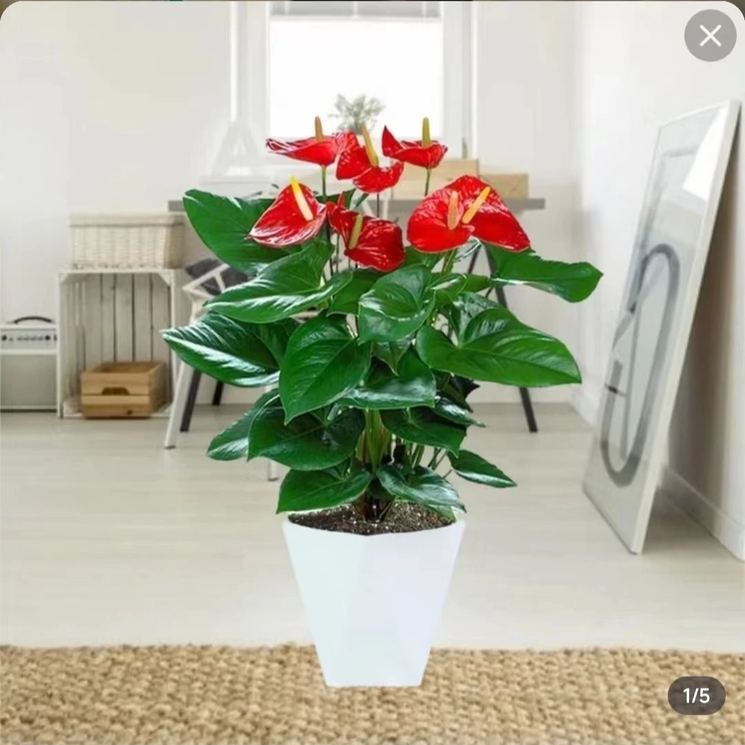 带盆土培红掌4- 6花带花苞观花植物水土两培植物观花四季开花盆栽