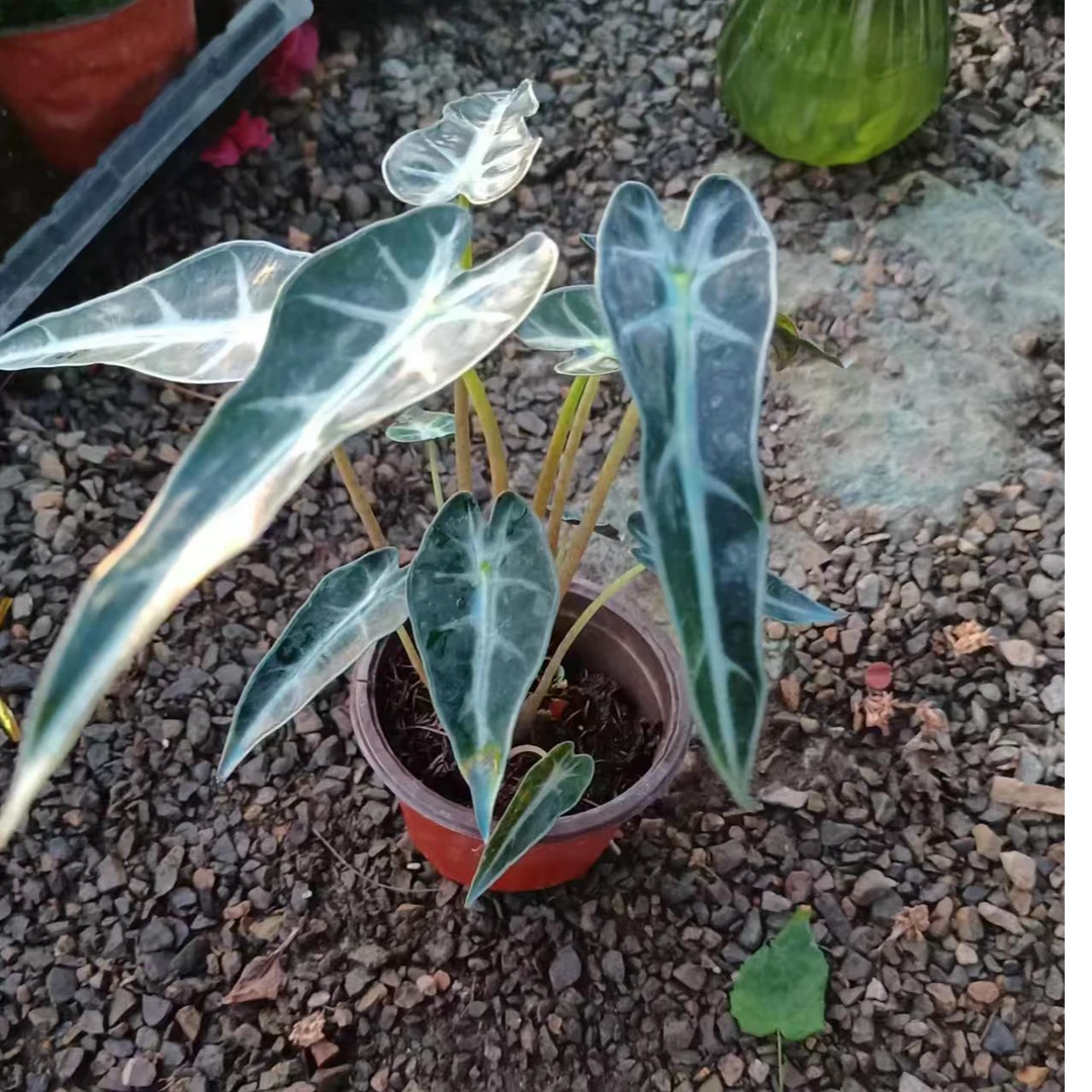 室内净化绿植小仙女