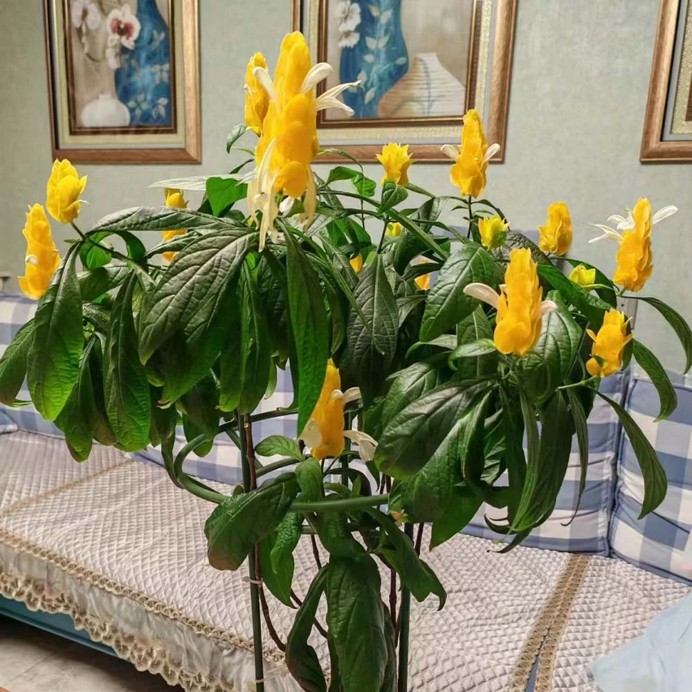 金宝塔室内开花盆栽