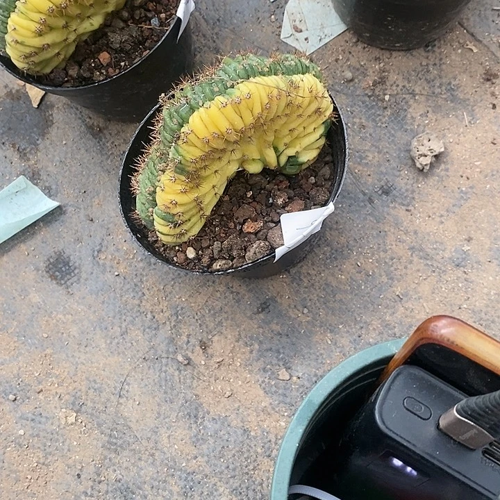 【闪购商品】一物一拍