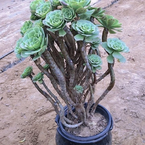 【闪购商品】26号绿羊绒