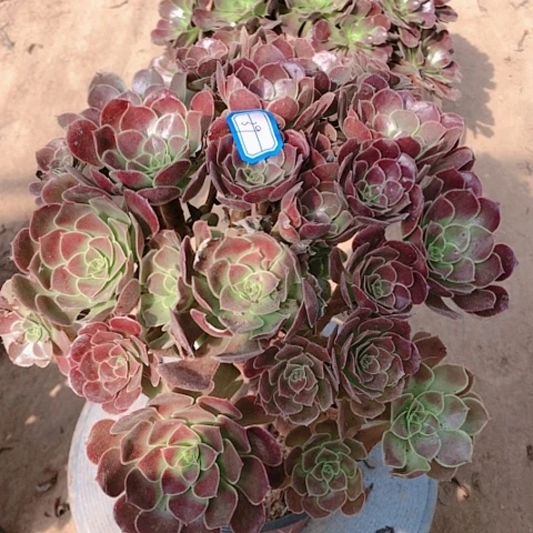 【闪购商品】39号红玫瑰法师