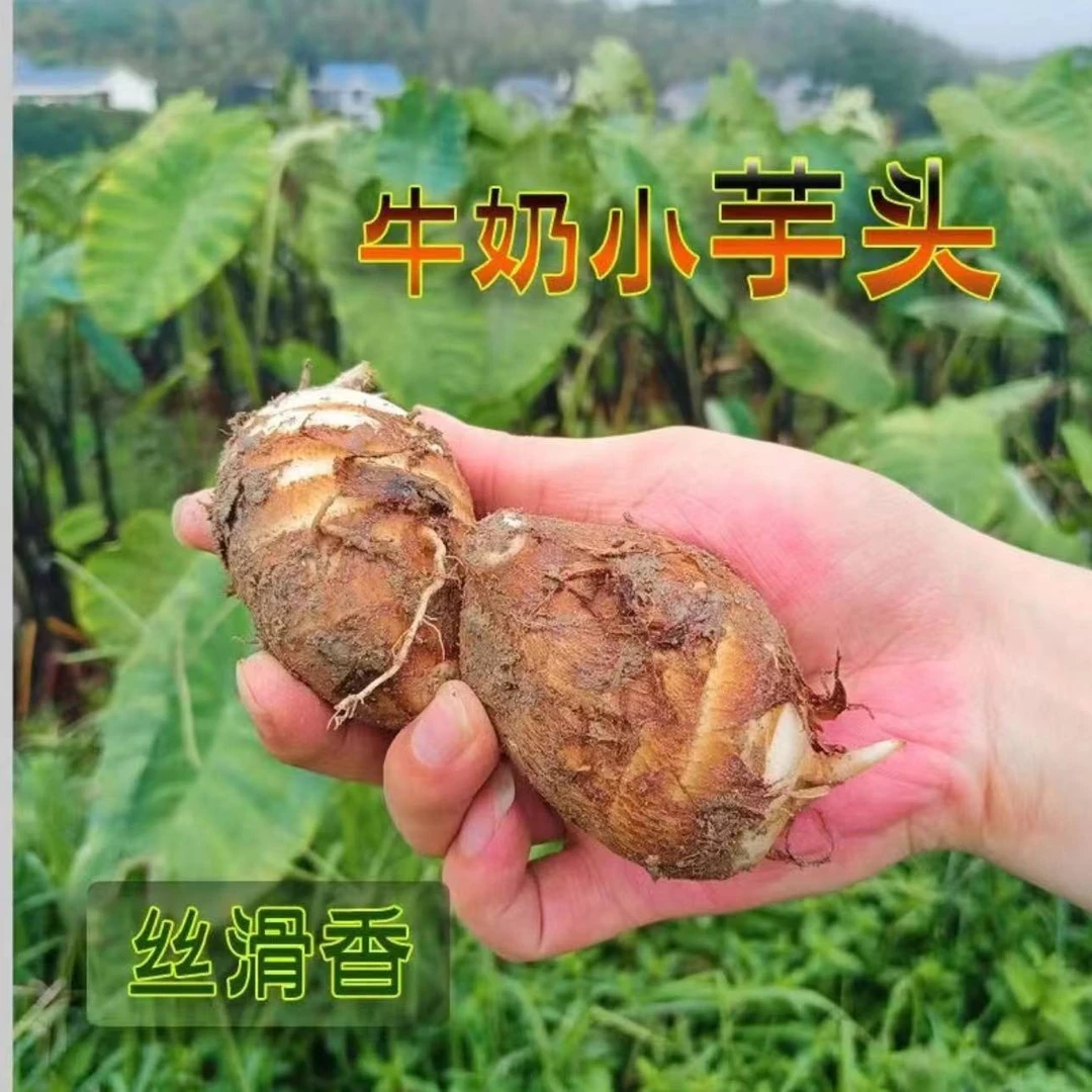 【软糯丝滑】福建建瓯高山白芽芋应季蔬菜新鲜现摘现发包邮