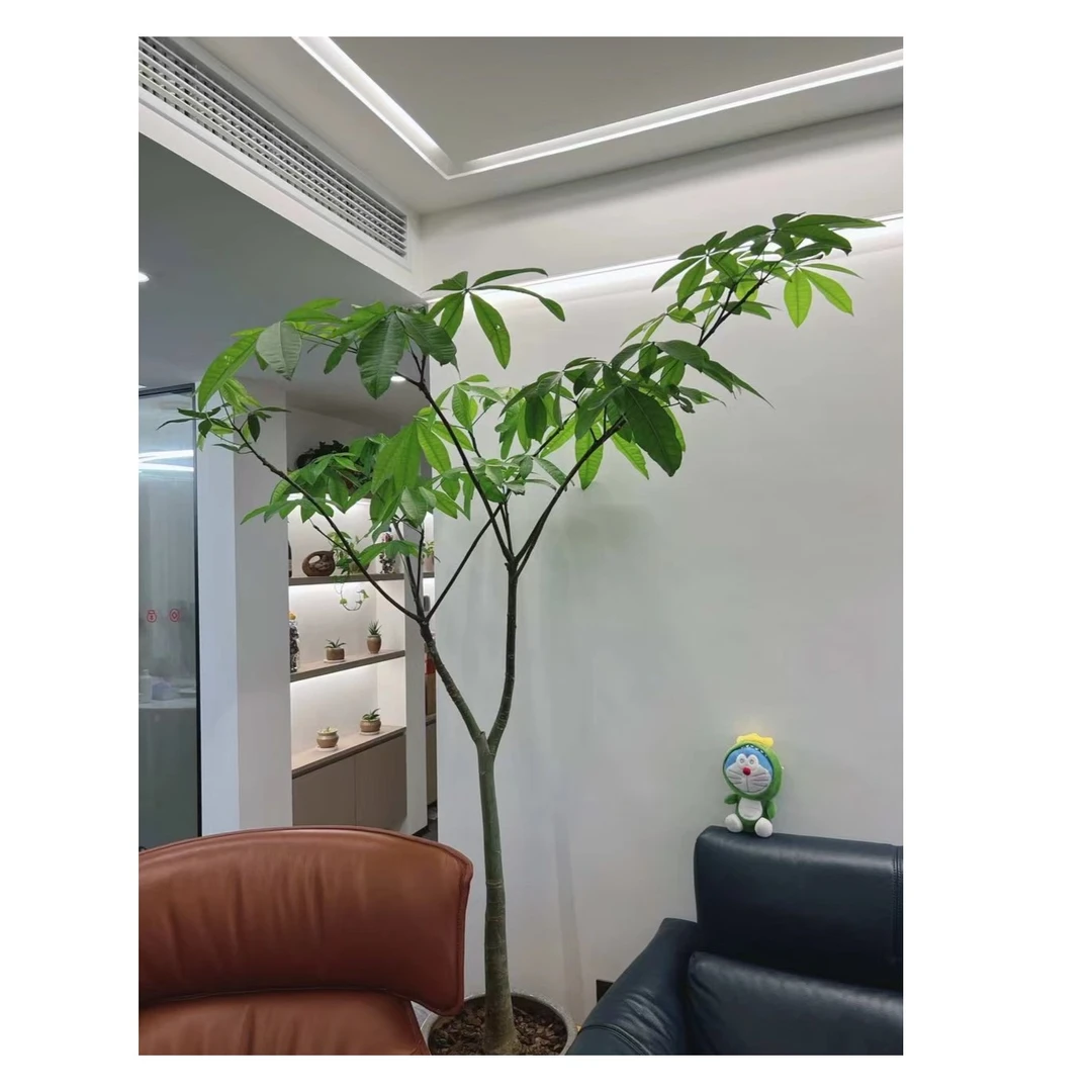 原生造型室内发财树盆栽百搭装修风格网红型绿植四季长青自然风格