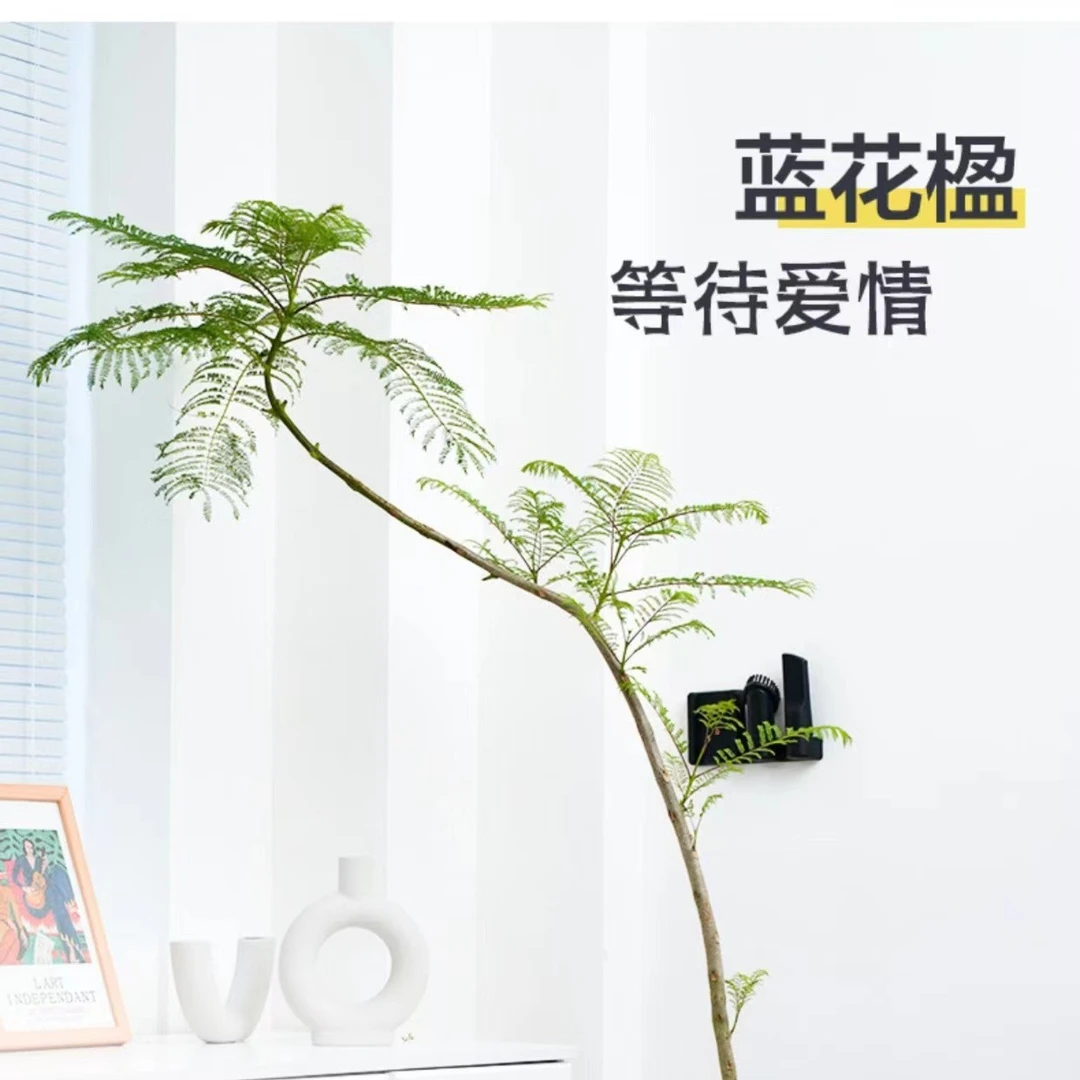 造型蓝花楹室内盆栽造景观型观叶好养耐养绿植净化空气吸收甲醛