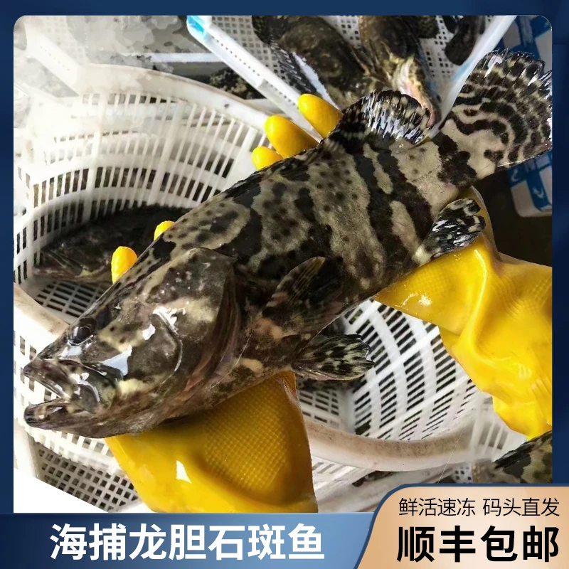 广东鲜活速冻深海龙胆石斑鱼 （200-300g/条）8条  顺丰包邮发货
