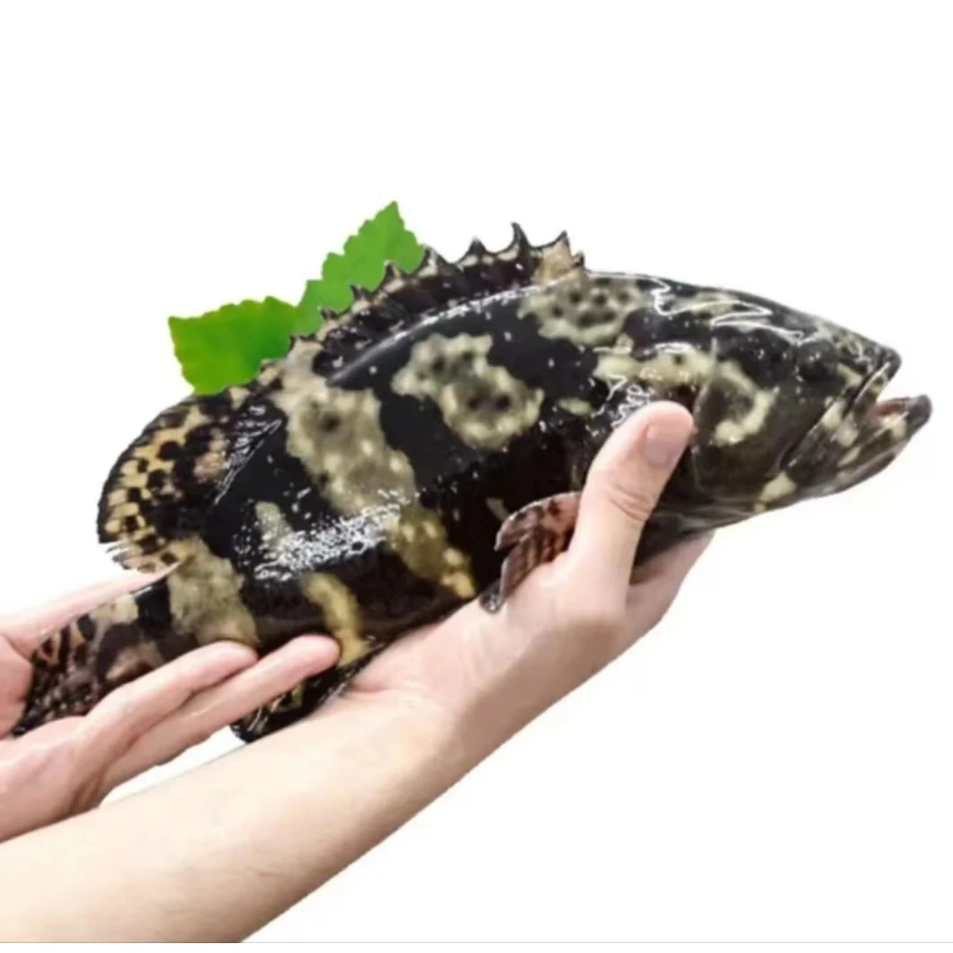 海捕龙胆石斑鱼 天然野生 鲜活速冻 真空包装 顺丰发货