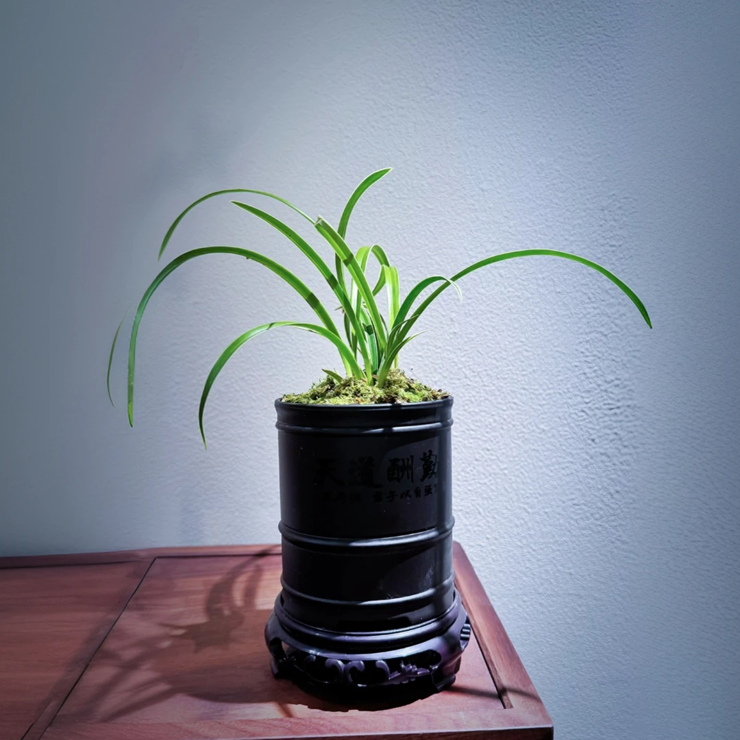 矮种大果冠二代建兰名品