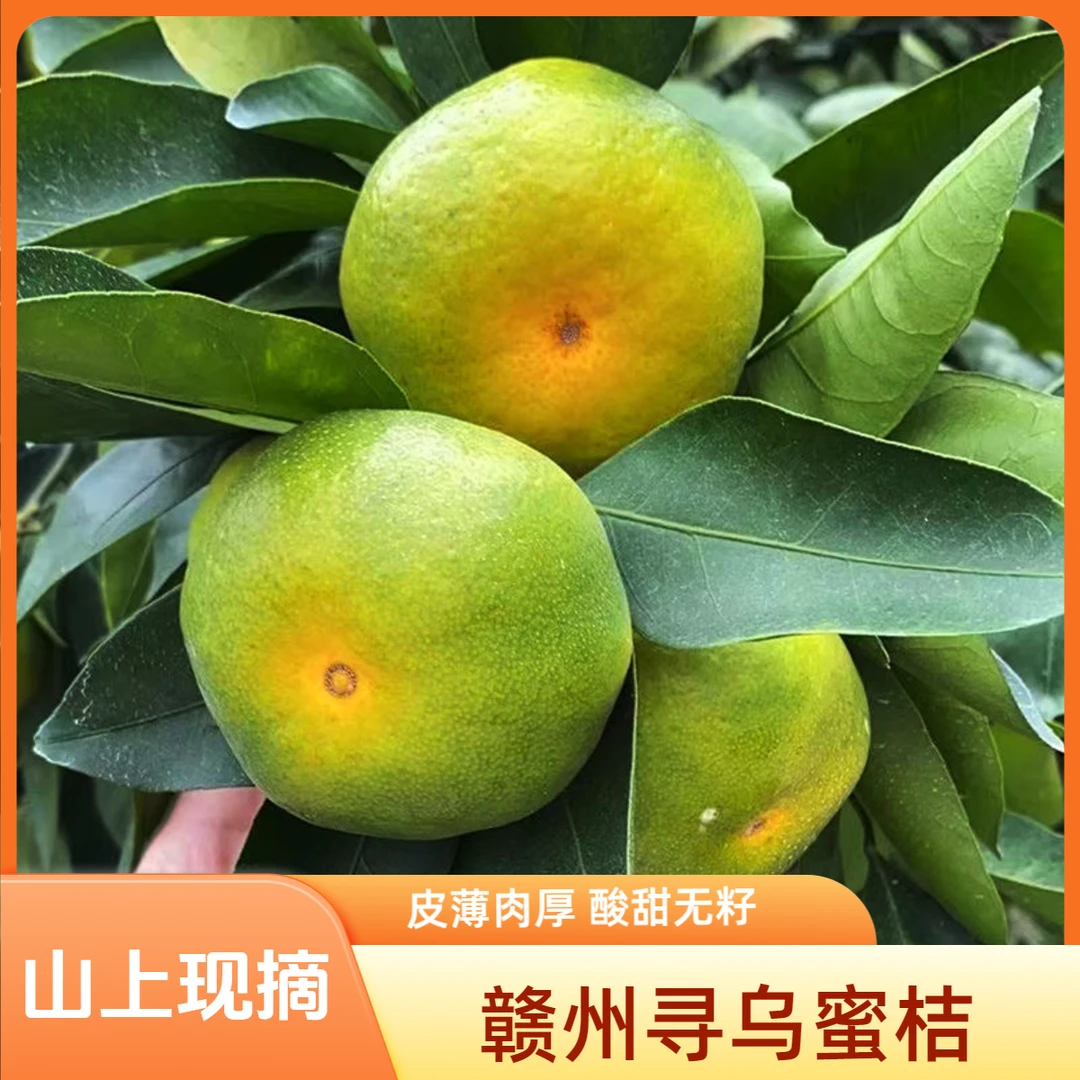 赣州寻乌蜜桔子正宗无籽无核现摘先发酸甜橘子青薄皮应季新鲜水果