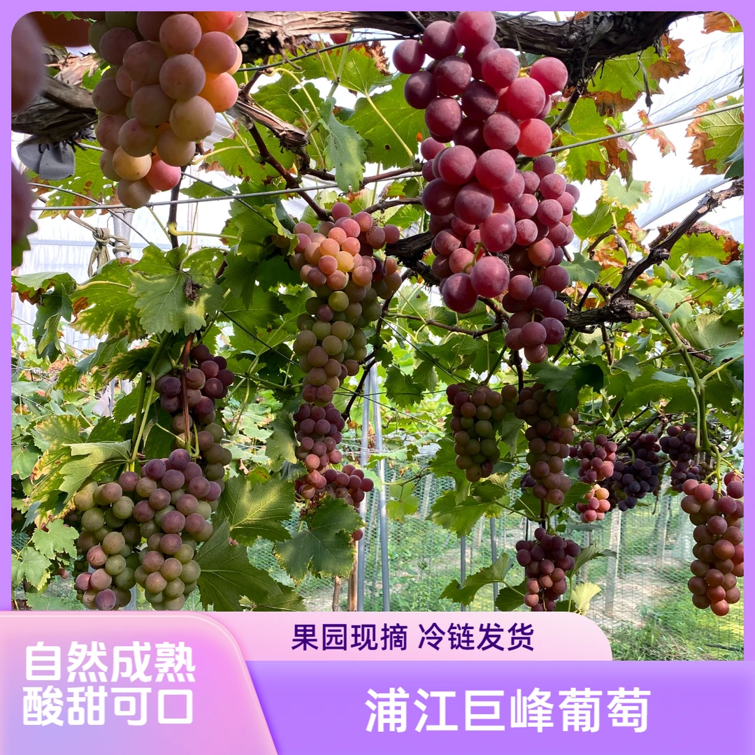 浦江巨峰葡萄应季果园现摘现发整串酸甜新鲜当季水果礼盒冷链发货