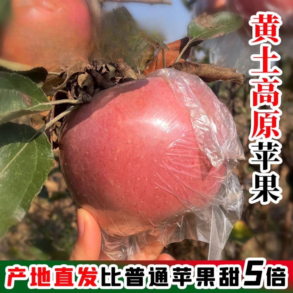新鲜采摘！陕西红富士丑苹果！脆甜新鲜水果多汁应季水果-q