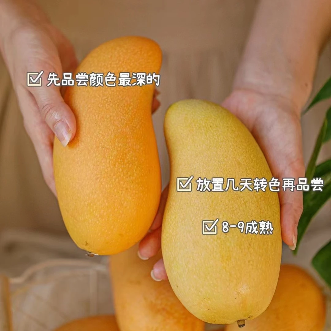 【即食哈尼芒】产地新鲜直发 礼盒装 果肉细腻 Q弹肉厚核小南宁发货