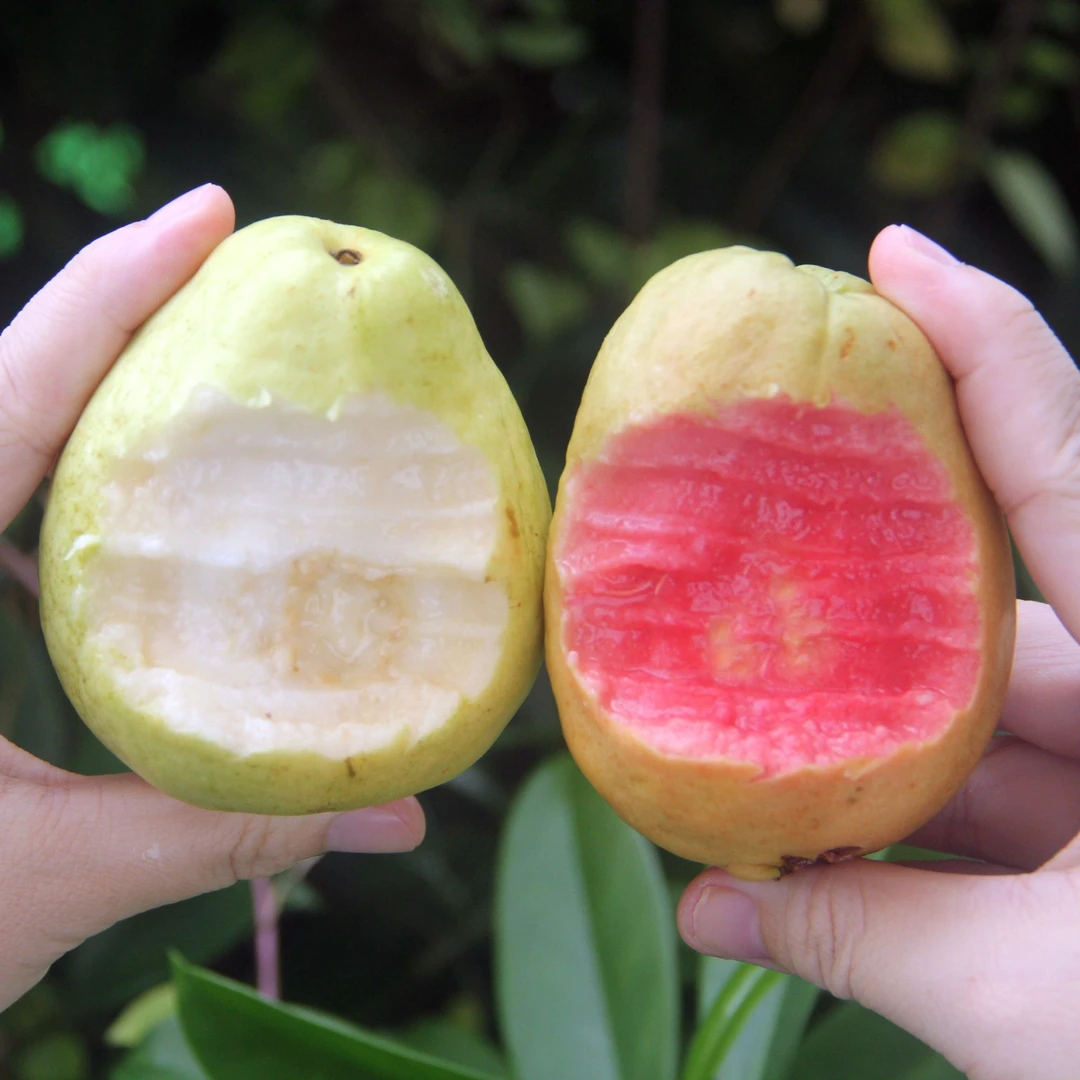 顺丰陆运-福建白心奶油芭乐/红心草莓芭乐番石榴软糯浓香细腻嫩滑