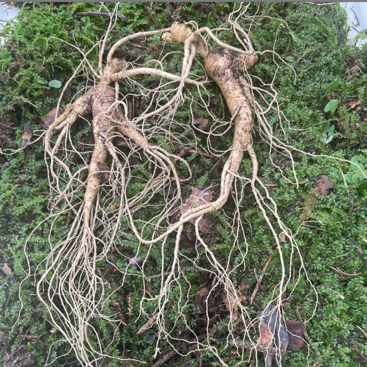 长白山 林下参  15-20g/ 1支  煲汤 泡水 泡酒