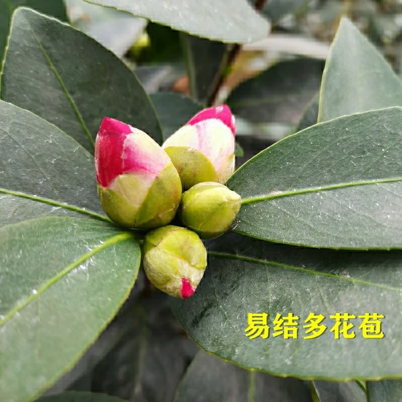 四季茶花带花苞重瓣树苗盆栽耐寒耐热阳台植物四季常青好养