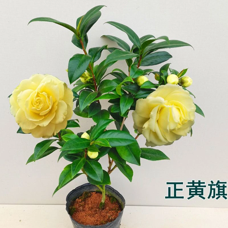 正黄旗茶花盆栽黄色山茶花树苗庭院室内室外福建名贵品种花卉绿植