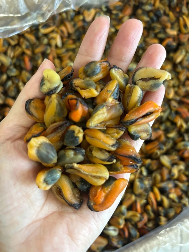 大号淡菜干无沙干货