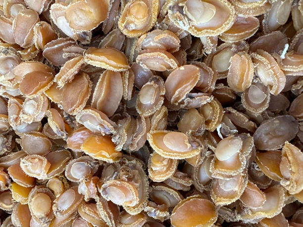 【三妹专线】鲍鱼干100头