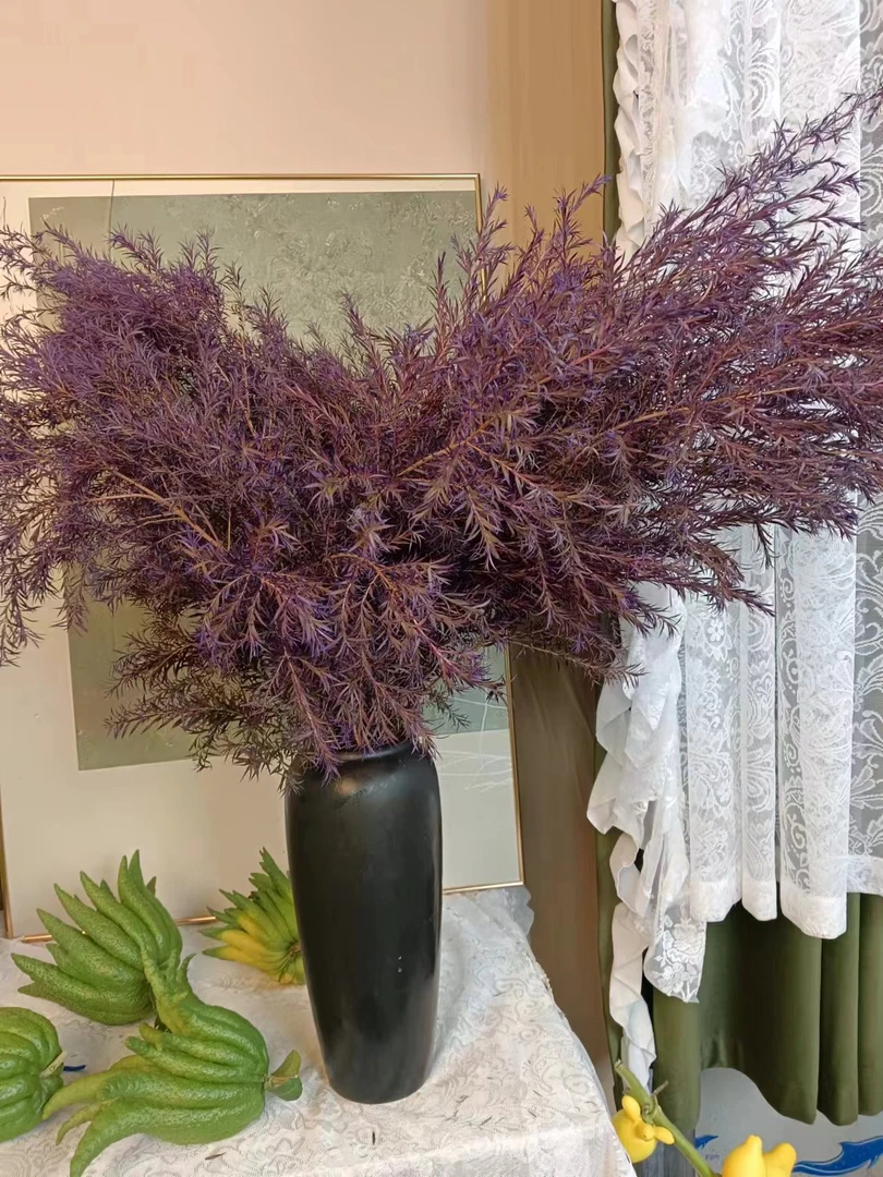 【紫气东来】暗夜魅紫千层金高品质云南直发家居好物（可做干花）