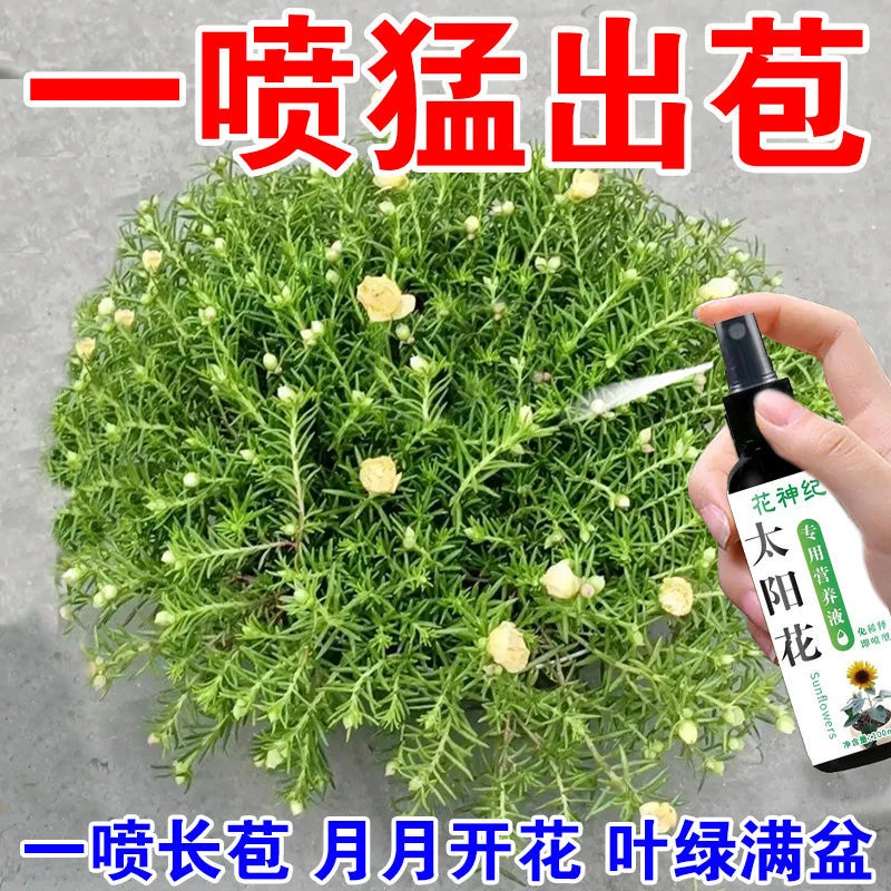 一喷出苞】太阳花营养液专用肥料促花催花素不开花掉花苞液体肥料