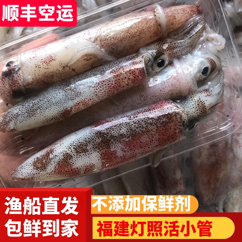福建连江海鲜带饭母管有籽小管灯照火箭笔管鱼海钓中鱿鱼400g*3件