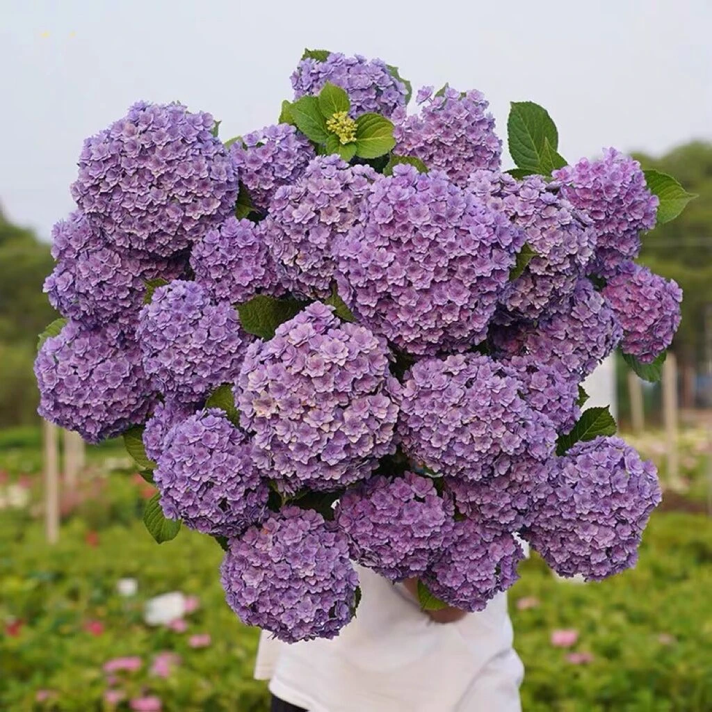 【精美绣球】大花绣球花苗无尽夏绣球花阳台植物盆栽带土带盆带花苞