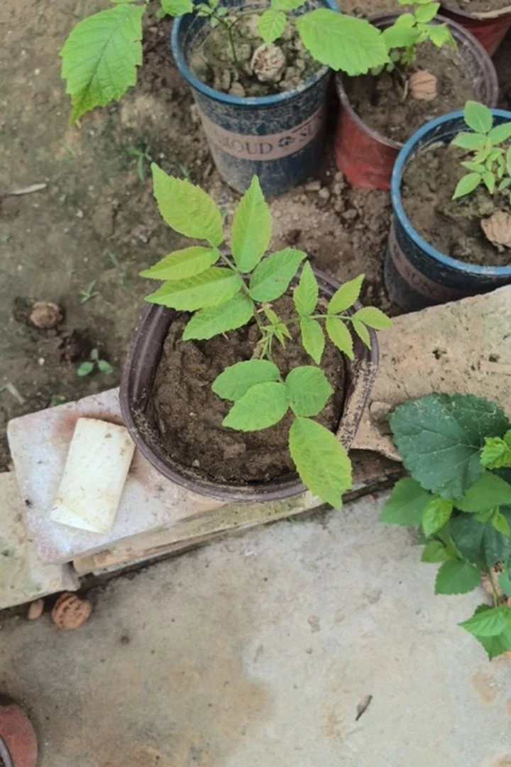 南瓜墩儿。麻核桃原生树绿植盆栽