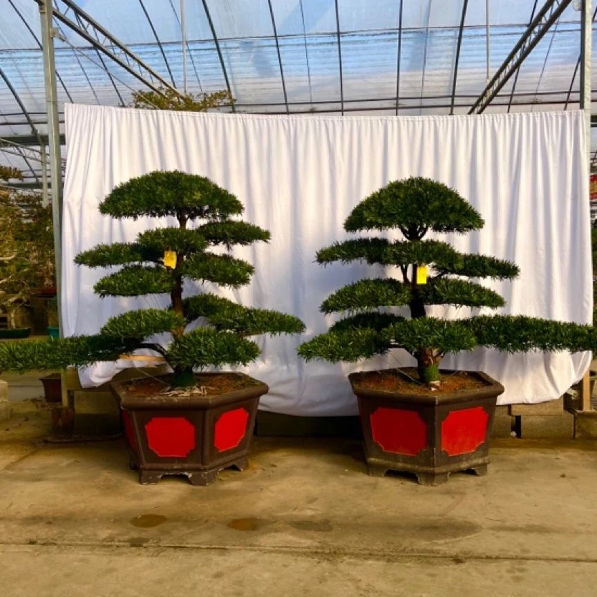 庭院别墅配对精品盆景地载罗汉松四季常青