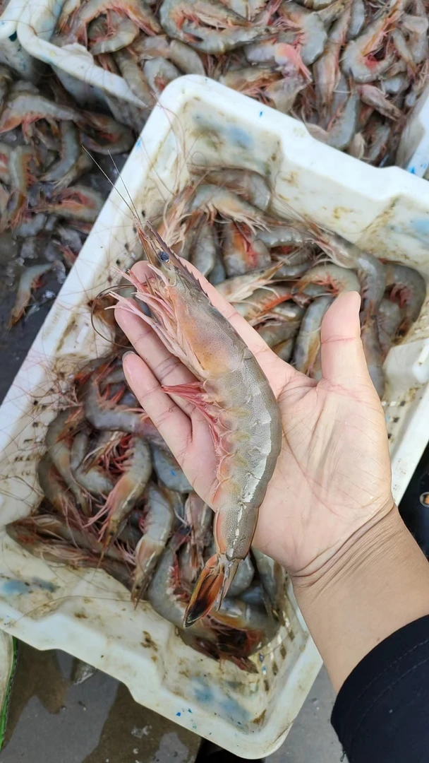 大连野生海捕对虾，青虾，虾母