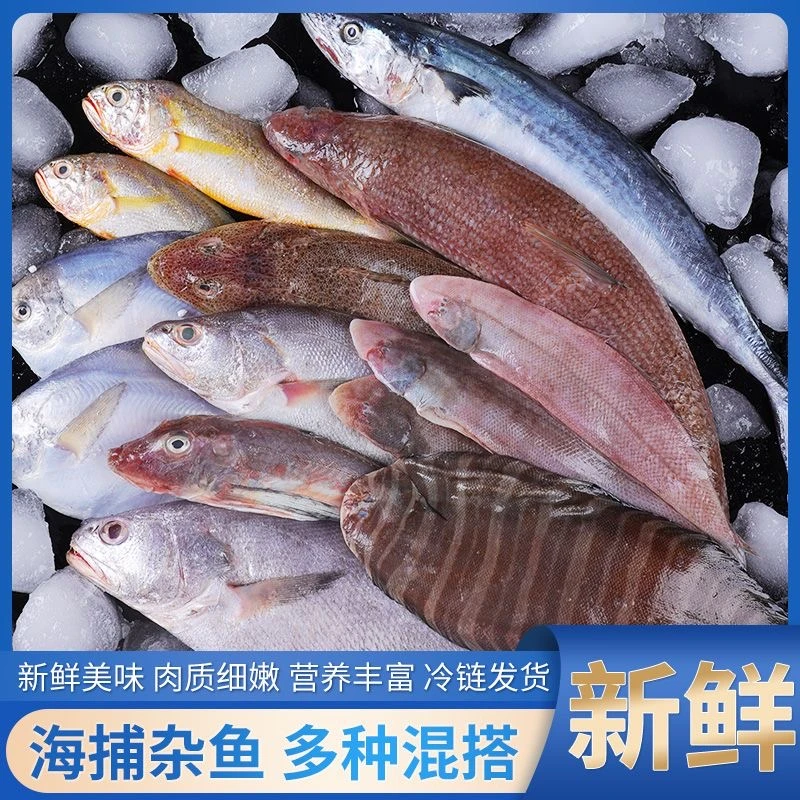 直播现称 海杂鱼杂拌鱼鲳鱼偏口鲶鱼鳕鱼带鱼笔管鱼海兔野生海捕