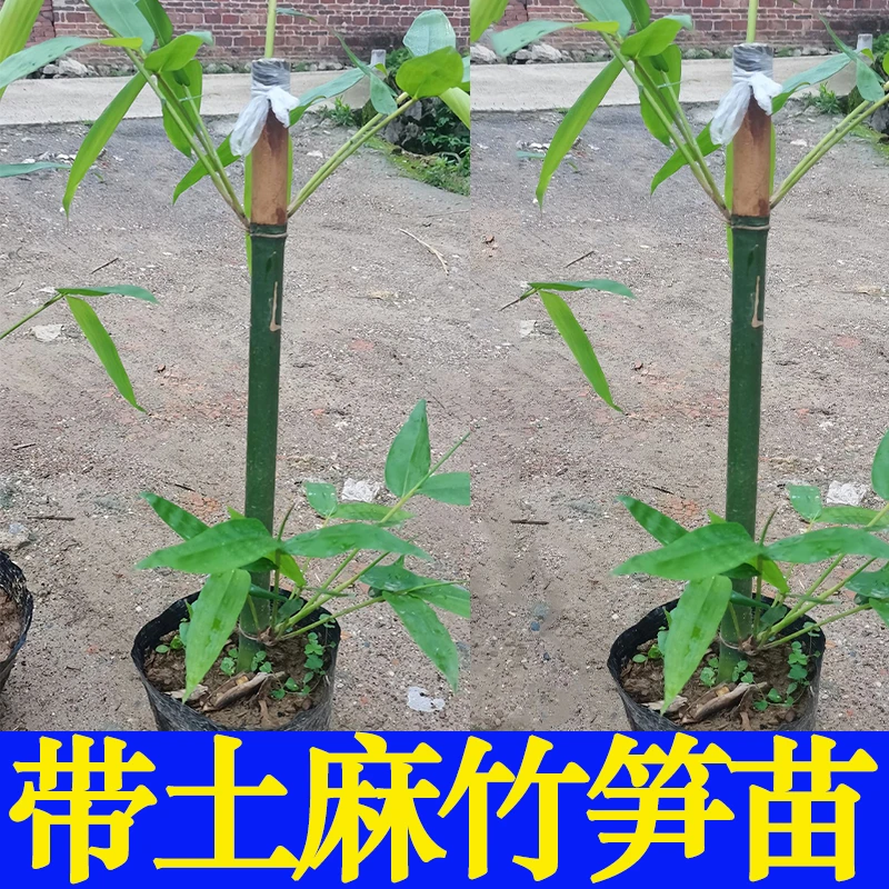 带土球发货广西麻竹笋苗大头竹种子麻竹苗竹子苗现挖新鲜甜竹笋苗
