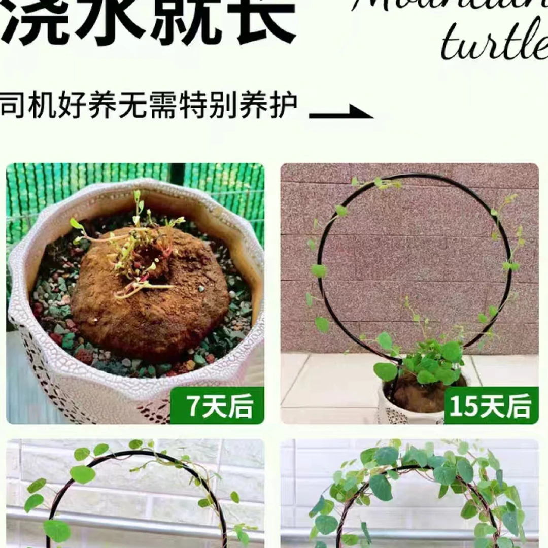 山乌龟种球金不换土培水培沙培四季好养