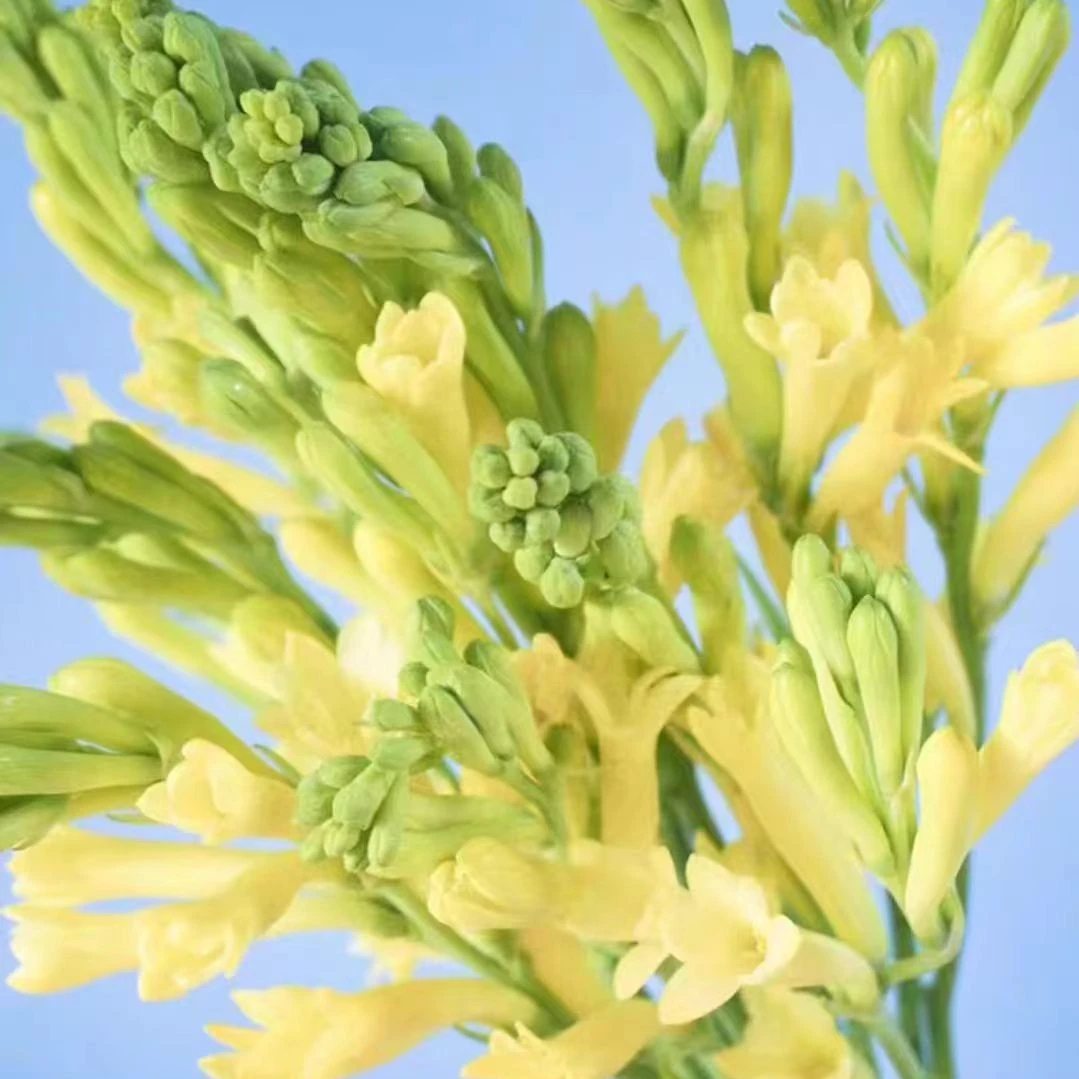 黄色晚香玉夜来香土培 开花 带香味 浓郁 清新 叶子低温巨大混合