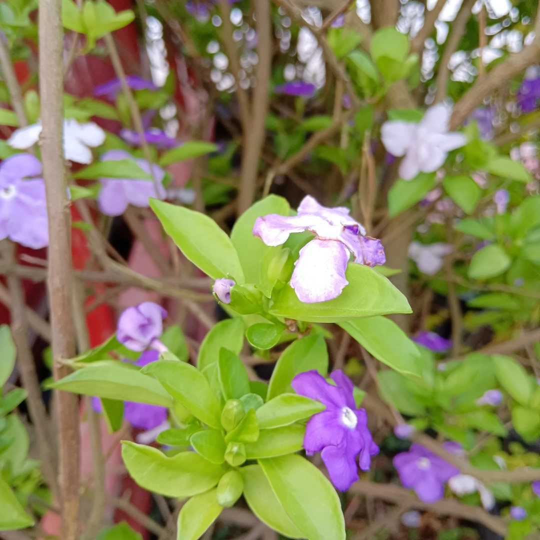 双色茉莉花盆栽浓香型变色鸳鸯茉莉室内外阳台花苗绿植物