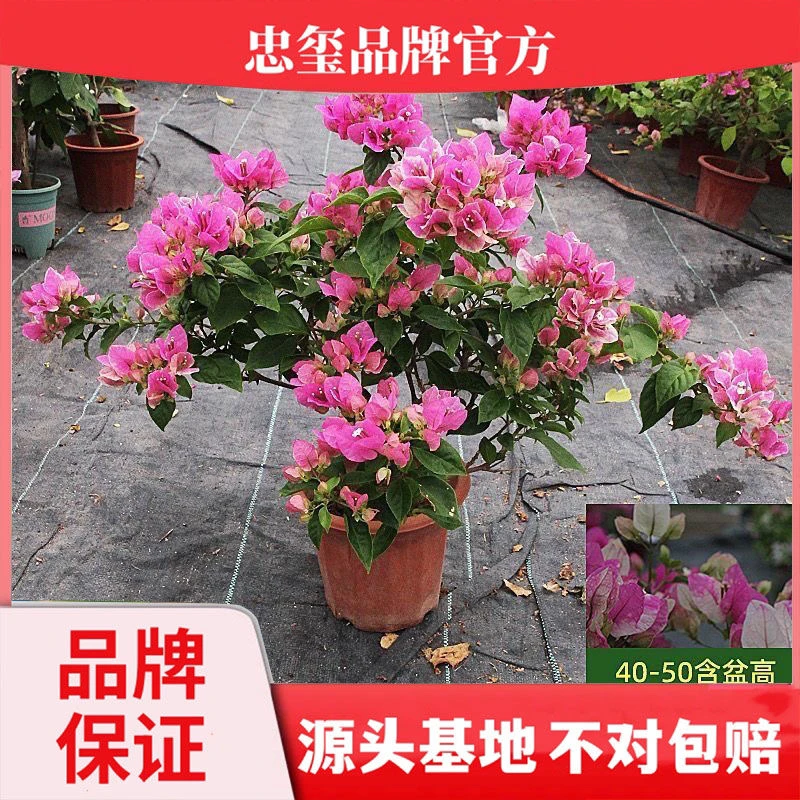 红樱带花苞原盆原土 忠玺花卉基地  四季开