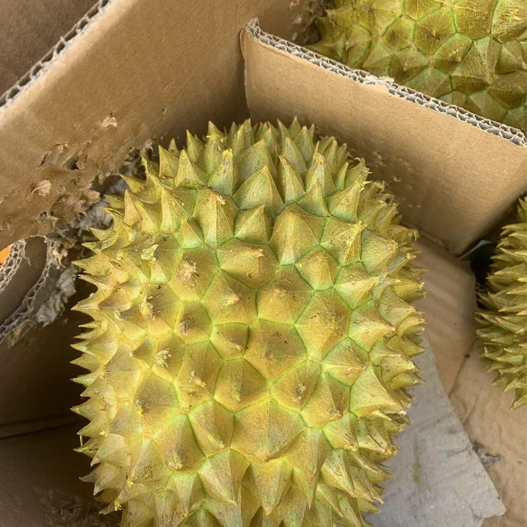 【同城闪送】泰国金枕榴莲软糯香甜小榴莲香甜美味老少皆可一个装拉萨同城小时左右到家当面验收骑手走后不售后