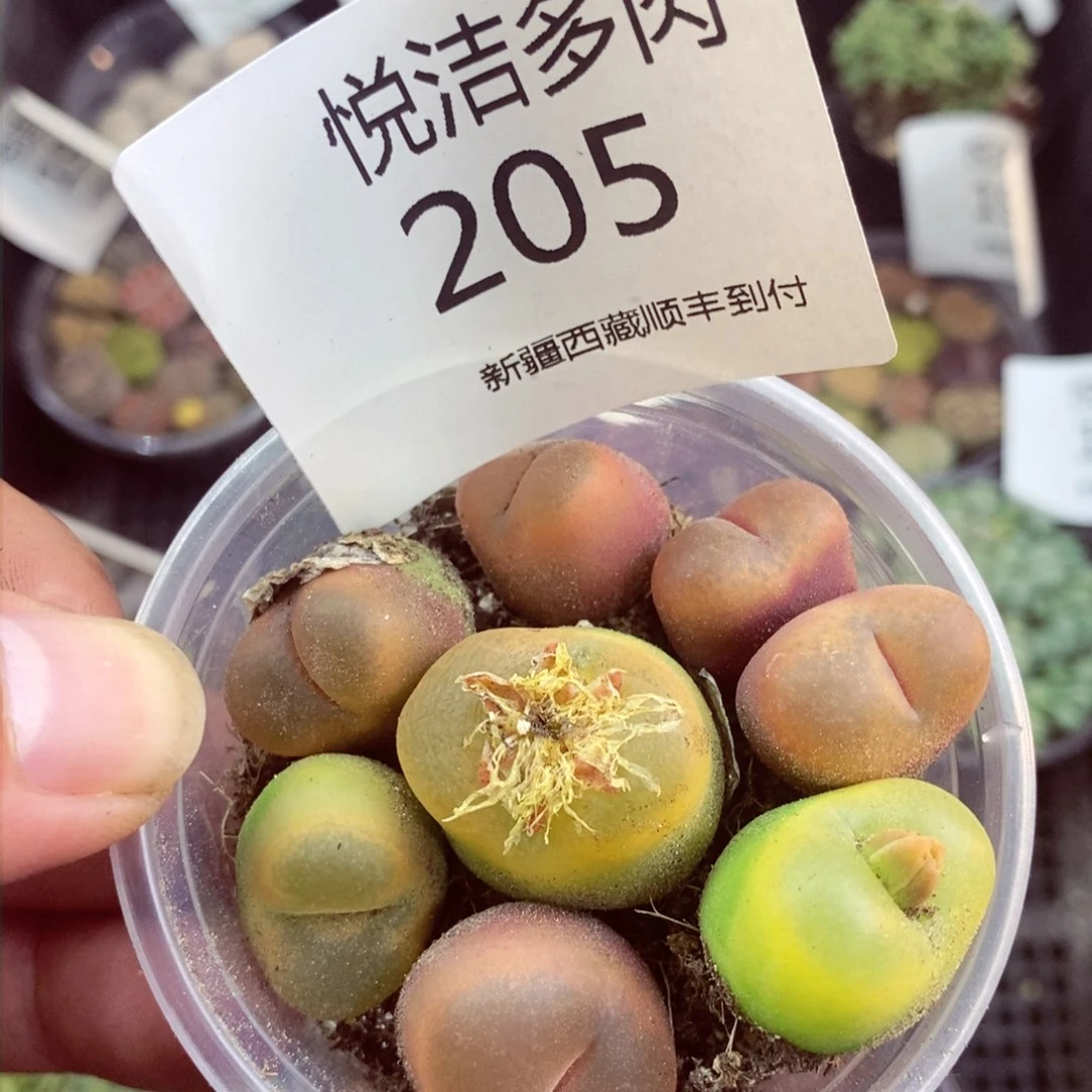 我是一只小小鸟地域鬼205