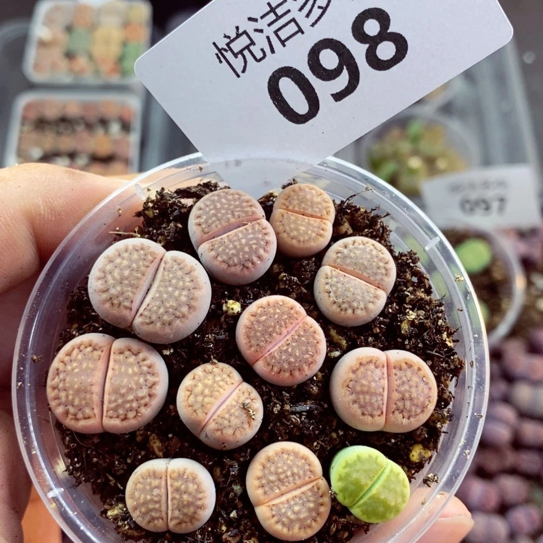 我是一只小小鸟地域鬼的098