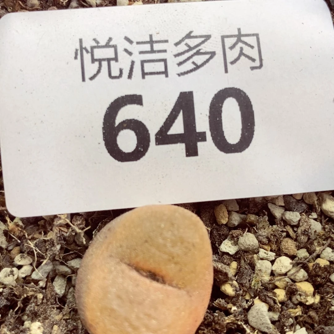 心****我是一只小小鸟地域鬼的640