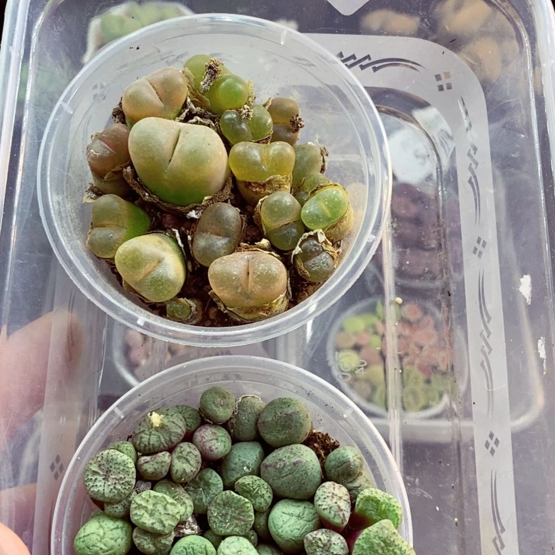 我是一只小小鸟地域鬼的561