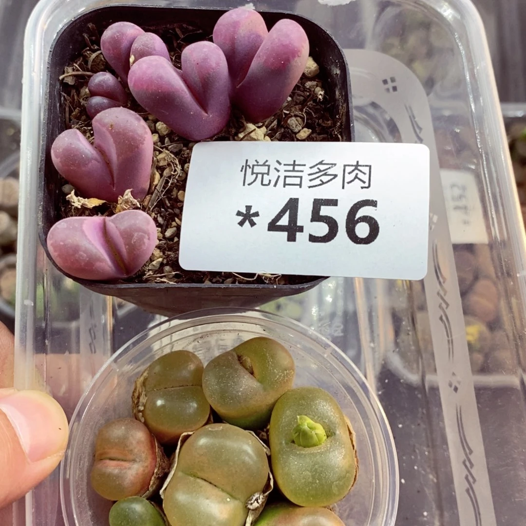 我的小姐姐们都是我456